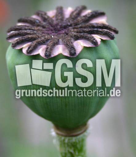 Stempel-Mohn.jpg